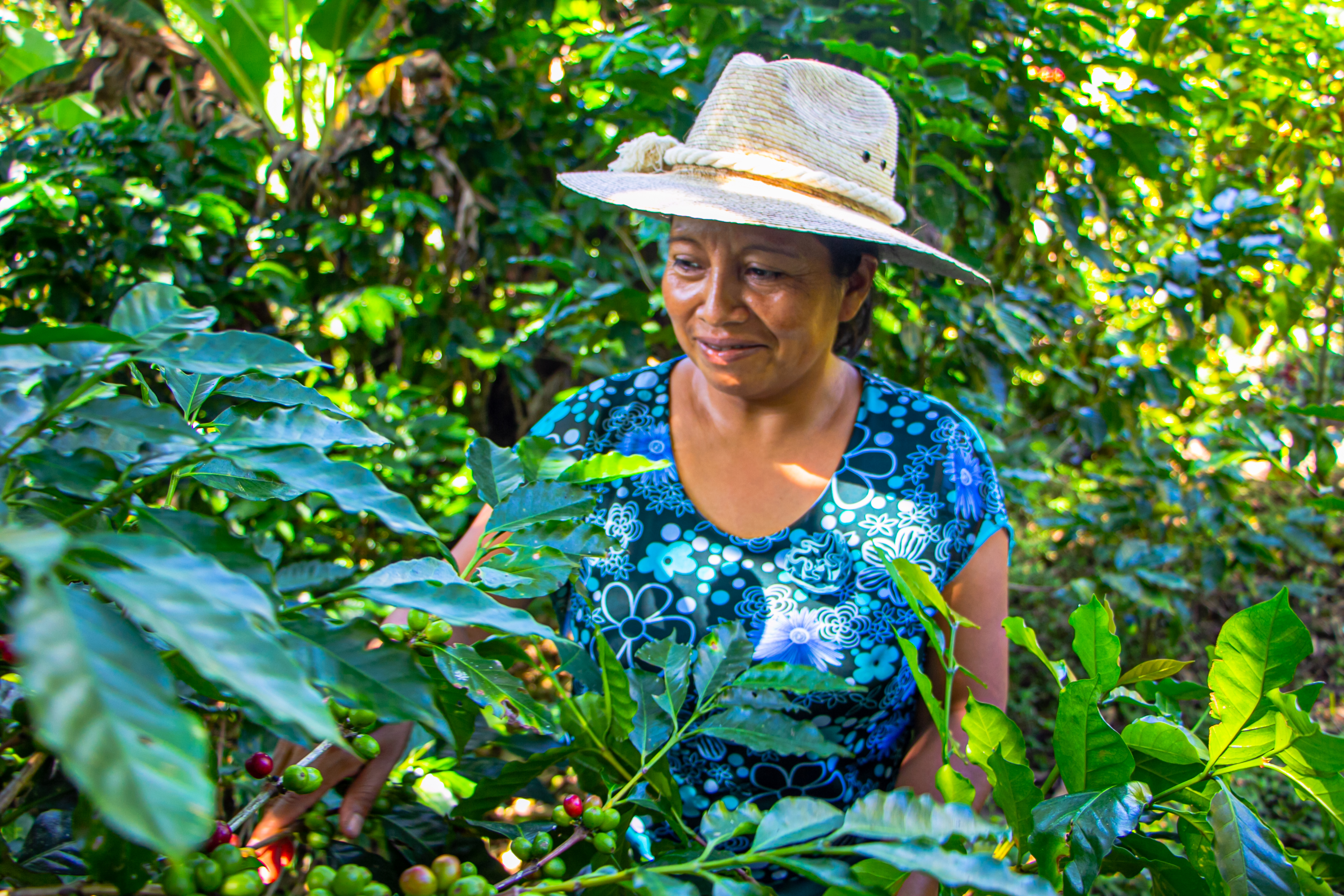 Fundación Cohonducafe